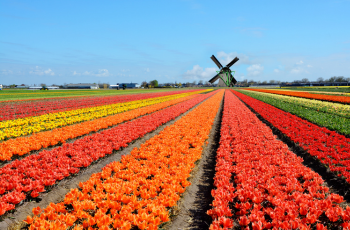 Emigration to the Netherlands